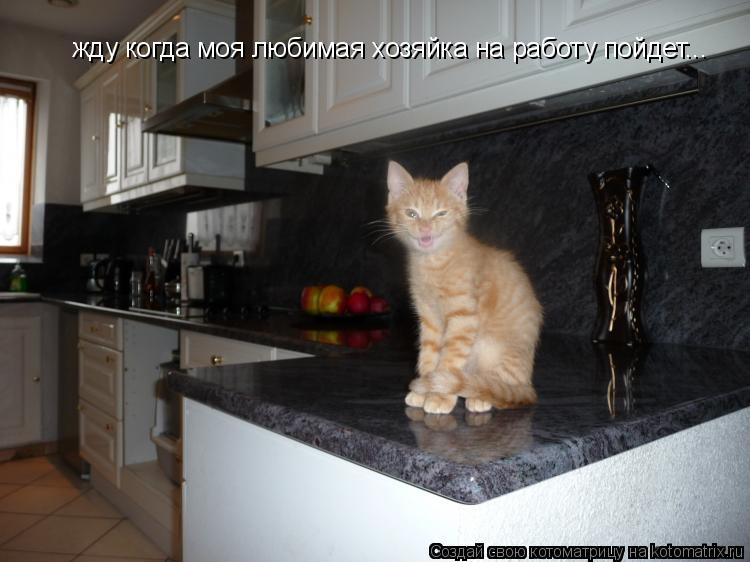 жду когда моя любимая хозяйка на работу пойдет...... Котоматрица: жду когда моя любимая хозяйка на работу пойдет...