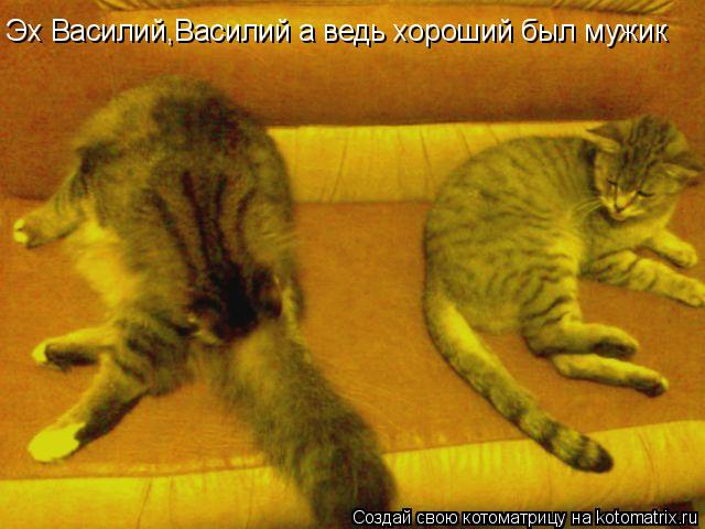 Эх Василий,Василий а ведь хороший был мужик... Котоматрица: Эх Василий,Василий а ведь хороший был мужик
