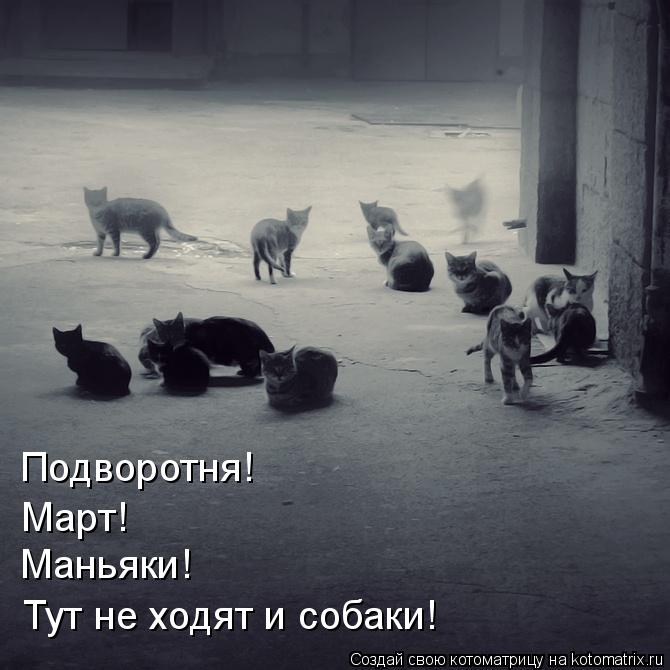 Подворотня! Март! Маньяки! Тут не ходят и собаки!... Котоматрица: Подворотня! Март! Маньяки! Тут не ходят и собаки!
