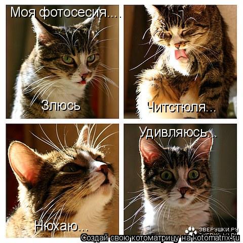 Котоматрица: Моя фотосесия.... Злюсь Читстюля... Нюхаю... Удивляюсь...