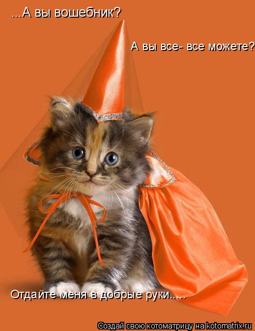 Котоматрица: ...А вы вошебник?  А вы все- все можете? Отдайте меня в добрые руки.....