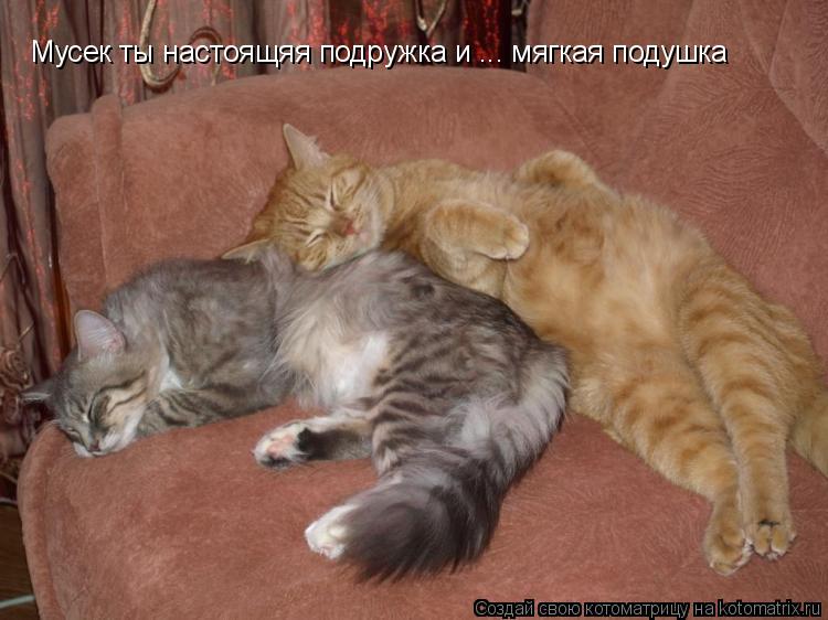 Мусек ты настоящяя подружка и ... мягкая подушка Мусек ты настоящяя подружка и ... мягкая подушка... Котоматрица: Мусек ты настоящяя подружка и ... мягкая подушка Мусек ты настоящяя подружка и ... мягкая подушка