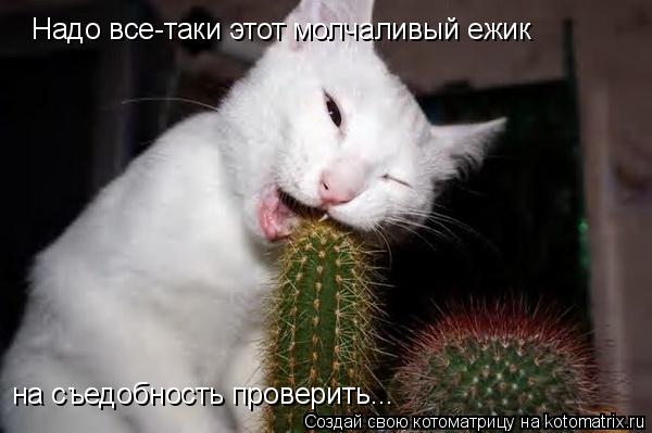 Надо все-таки этот молчаливый ежик на съедобность проверить...... Котоматрица: Надо все-таки этот молчаливый ежик на съедобность проверить...