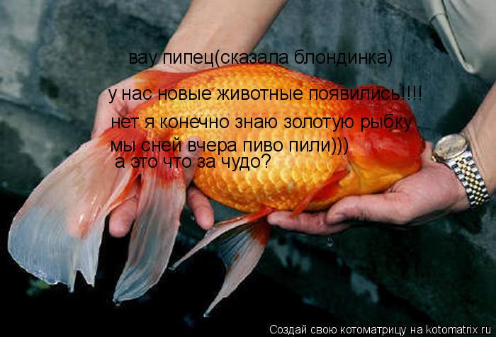 вау пипец(сказала блондинка) у нас новые животные появились!!!! нет я конечно знаю золотую рыбку . мы... Котоматрица: вау пипец(сказала блондинка) у нас новые животные появились!!!! нет я конечно знаю золотую рыбку . мы сней вчера пиво пили))) а это что за чудо?