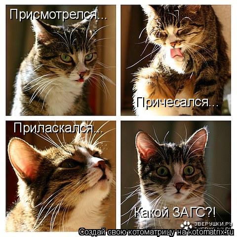 Присмотрелся... Причесался... Приласкался... Какой ЗАГС?!... Котоматрица: Присмотрелся... Причесался... Приласкался... Какой ЗАГС?!