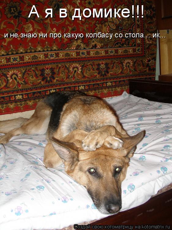 А я в домике!!! и не знаю ни про какую колбасу со стола... ик...... Котоматрица: А я в домике!!! и не знаю ни про какую колбасу со стола... ик...