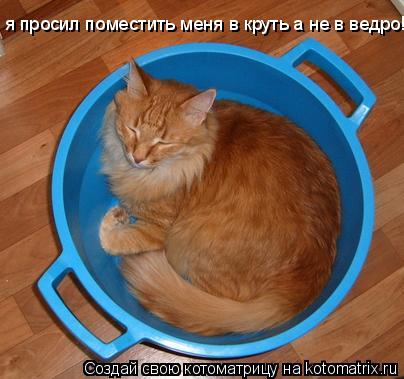 я просил поместить меня в круть а не в ведро!!!... Котоматрица: я просил поместить меня в круть а не в ведро!!!