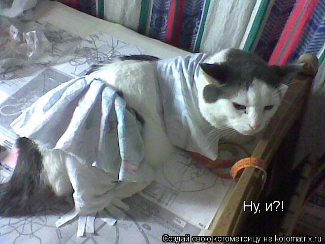 Ну, и?!... Котоматрица: Ну, и?!