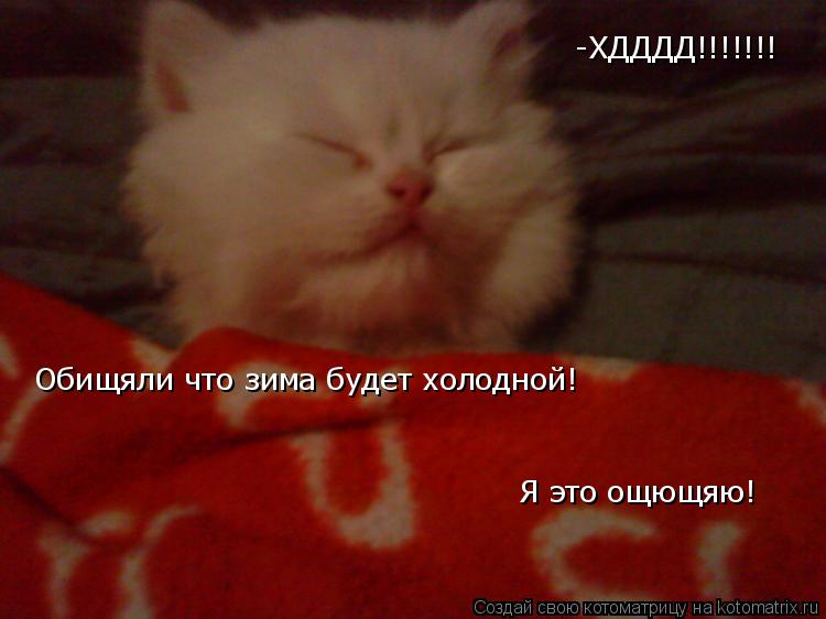 Котоматрица: -ХДДДД!!!!!!! Обищяли что зима будет холодной! Я это ощющяю!