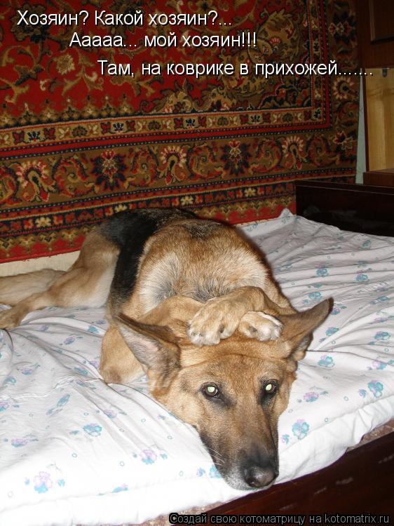 Там, на коврике в прихожей....... Хозяин? Какой хозяин?... Ааааа... мой хозяин!!!... Котоматрица: Там, на коврике в прихожей....... Хозяин? Какой хозяин?... Ааааа... мой хозяин!!!