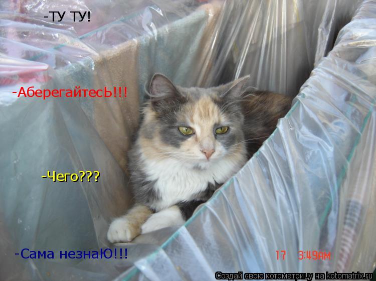 -ТУ ТУ! -Сама незнаЮ!!! -Чего??? -АберегайтесЬ!!!... Котоматрица: -ТУ ТУ! -Сама незнаЮ!!! -Чего??? -АберегайтесЬ!!!
