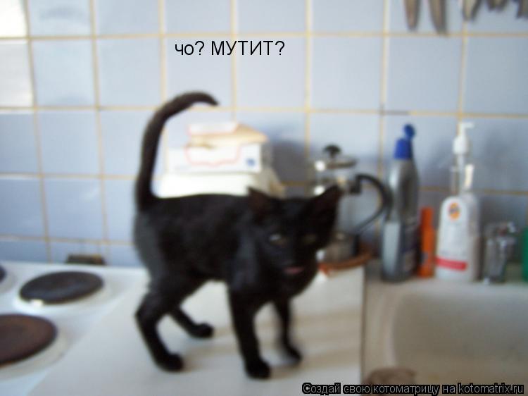 чо? МУТИТ?... Котоматрица: чо? МУТИТ?