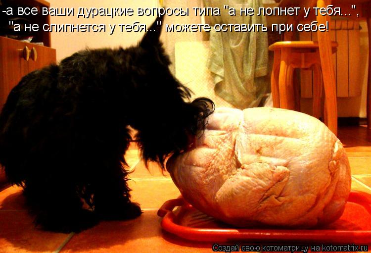 Котоматрица: -а все ваши дурацкие вопросы типа "а не лопнет у тебя...",  "а не слипнется у тебя..." можете оставить при себе!