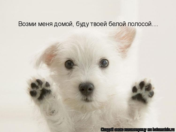 Возми меня домой, буду твоей белой полосой....... Котоматрица: Возми меня домой, буду твоей белой полосой....