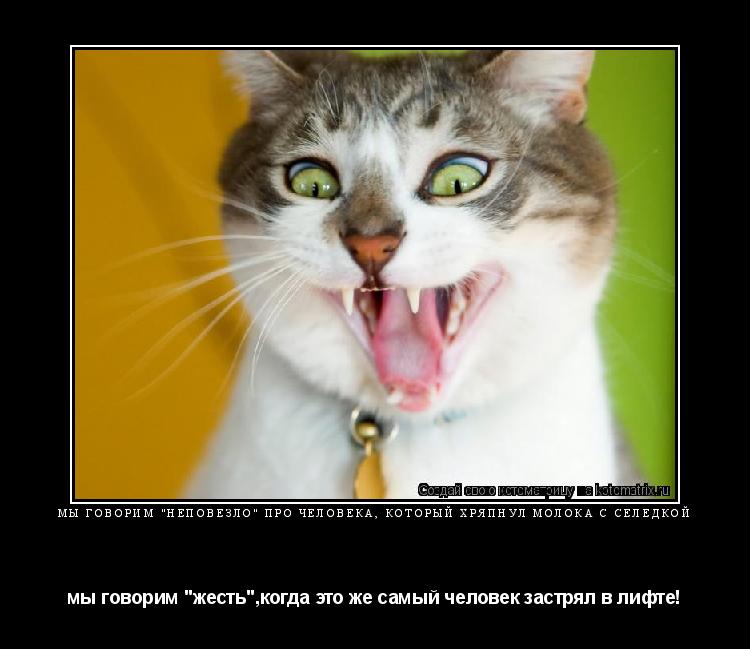 МЫ ГОВОРИМ "НЕПОВЕЗЛО" ПРО ЧЕЛОВЕКА, КОТОРЫЙ ХРЯПНУЛ МОЛОКА С СЕЛЁДКОЙ мы говорим "жесть",когда это ж... Котоматрица: МЫ ГОВОРИМ "НЕПОВЕЗЛО" ПРО ЧЕЛОВЕКА, КОТОРЫЙ ХРЯПНУЛ МОЛОКА С СЕЛЁДКОЙ мы говорим "жесть",когда это же самый человек застрял в лифте!