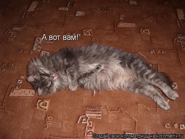 А вот вам!... Котоматрица: А вот вам!