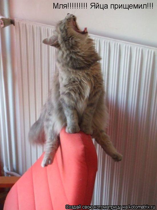 Мля!!!!!!!!! Яйца прищемил!!!... Котоматрица: Мля!!!!!!!!! Яйца прищемил!!!