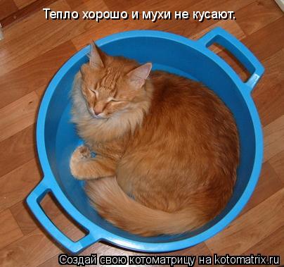 Тепло хорошо и мухи не кусают.... Котоматрица: Тепло хорошо и мухи не кусают.