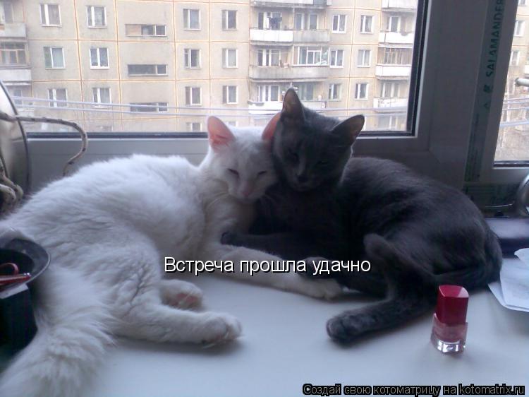 Встреча прошла удачно... Котоматрица: Встреча прошла удачно