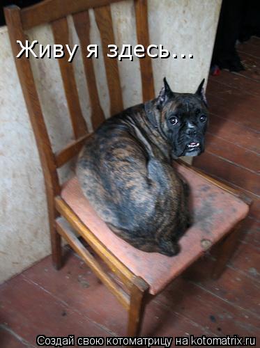 Живу я здесь...... Котоматрица: Живу я здесь...