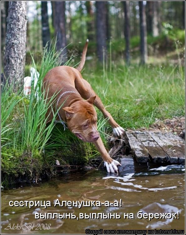 сестрица Аленушка-а-а! выплынь,выплынь на бережок!... Котоматрица: сестрица Аленушка-а-а! выплынь,выплынь на бережок!