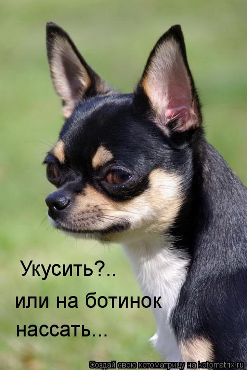 Укусить?.. или на ботинок нассать...... Котоматрица: Укусить?.. или на ботинок нассать...