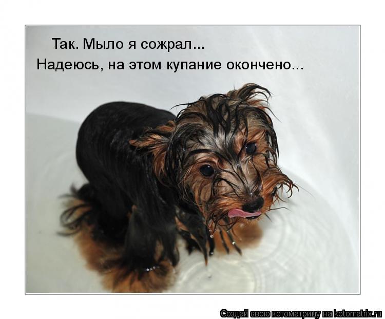 Надеюсь, на этом купание окончено... Так. Мыло я сожрал...... Котоматрица: Надеюсь, на этом купание окончено... Так. Мыло я сожрал...