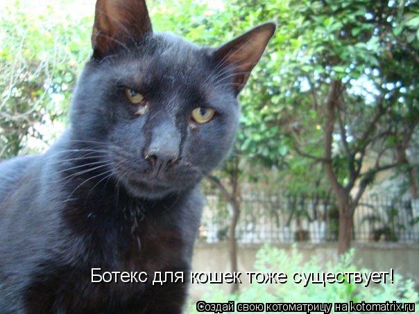 Ботекс для кошек тоже существует!... Котоматрица: Ботекс для кошек тоже существует!