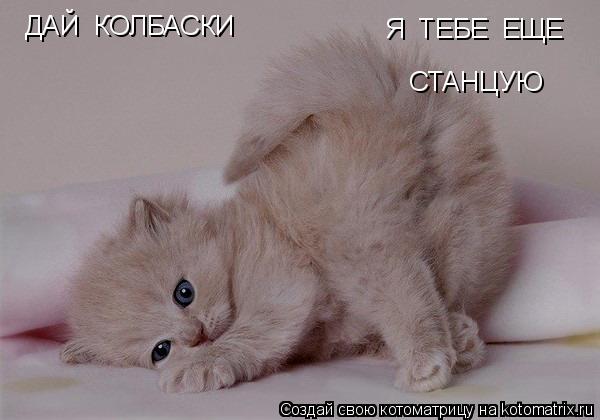 ДАЙ КОЛБАСКИ Я ТЕБЕ ЕЩЕ СТАНЦУЮ... Котоматрица: ДАЙ КОЛБАСКИ Я ТЕБЕ ЕЩЕ СТАНЦУЮ