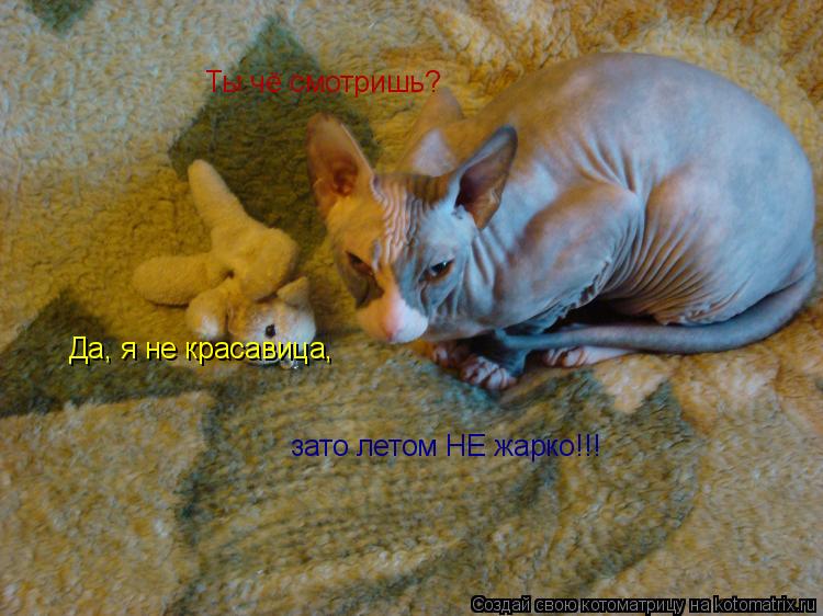 Ты чё смотришь? Да, я не красавица, зато летом НЕ жарко!!!... Котоматрица: Ты чё смотришь? Да, я не красавица, зато летом НЕ жарко!!!