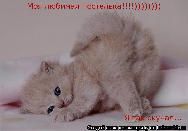 Моя любимая постелька!!!!)))))))) Я так скучал...... Котоматрица: Моя любимая постелька!!!!)))))))) Я так скучал...