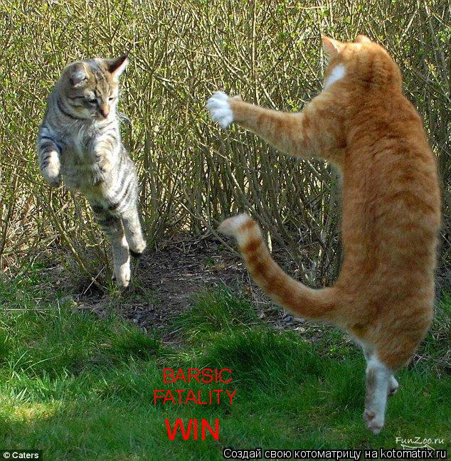 BARSIC FATALITY WIN... Котоматрица: BARSIC FATALITY WIN