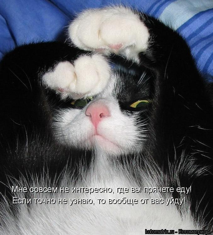 Котоматрица: Мне совсем не интересно, где вы прячете еду! Если точно не узнаю, то вообще от вас уйду!