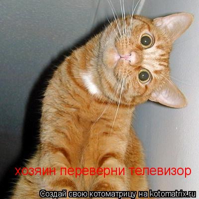хозяин переверни телевизор... Котоматрица: хозяин переверни телевизор