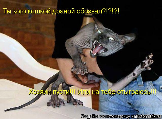 Ты кого кошкой драной обозвал?!?!?! Хозяин пусти!!! Или на тебе отыграюсь!!!... Котоматрица: Ты кого кошкой драной обозвал?!?!?! Хозяин пусти!!! Или на тебе отыграюсь!!!