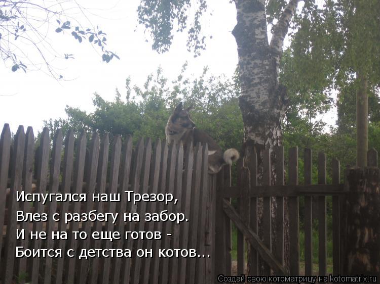Испугался наш Трезор, Влез с разбегу на забор. И не на то еще готов - Боится с детства он котов...... Котоматрица: Испугался наш Трезор, Влез с разбегу на забор. И не на то еще готов - Боится с детства он котов...