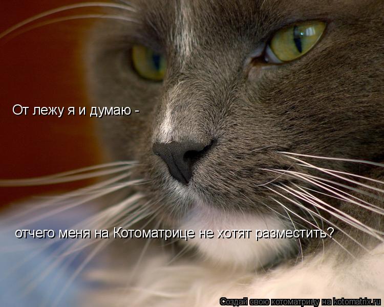 От лежу я и думаю - отчего меня на Котоматрице не хотят разместить?... Котоматрица: От лежу я и думаю - отчего меня на Котоматрице не хотят разместить?