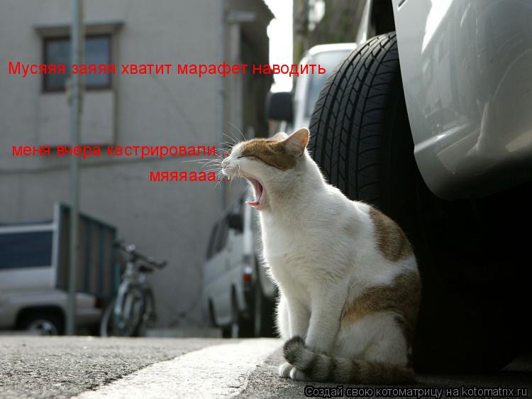 Мусяяя заяяя хватит марафет наводить меня вчера кастрировали... мяяяааа...... Котоматрица: Мусяяя заяяя хватит марафет наводить меня вчера кастрировали... мяяяааа...