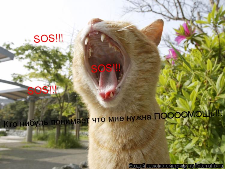 SOS!!! SOS!!! SOS!!! Кто нибудь понимает что мне нужна ПООООМОЩь!!!... Котоматрица: SOS!!! SOS!!! SOS!!! Кто нибудь понимает что мне нужна ПООООМОЩь!!!