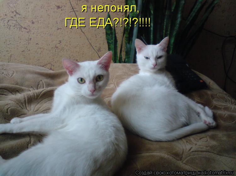 я непонял, ГДЕ ЕДА?!?!?!!!!... Котоматрица: я непонял, ГДЕ ЕДА?!?!?!!!!
