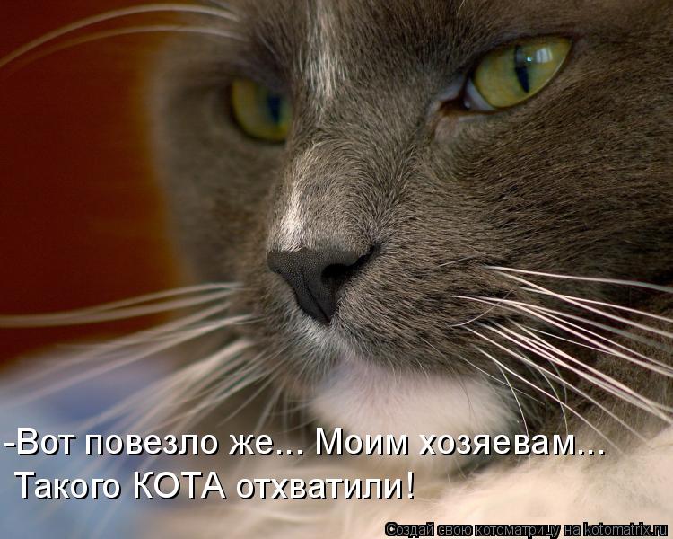 -Вот повезло же... Моим хозяевам... Такого КОТА отхватили!... Котоматрица: -Вот повезло же... Моим хозяевам... Такого КОТА отхватили!