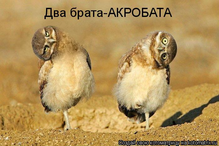 Два брата-АКРОБАТА... Котоматрица: Два брата-АКРОБАТА