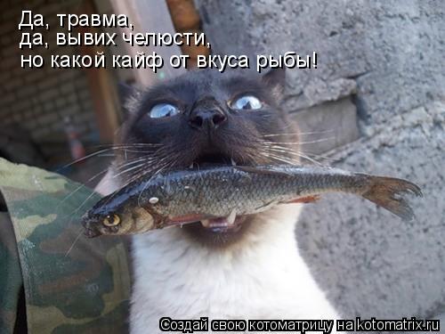 Да, травма, но какой кайф от вкуса рыбы! да, вывих челюсти,... Котоматрица: Да, травма, но какой кайф от вкуса рыбы! да, вывих челюсти,