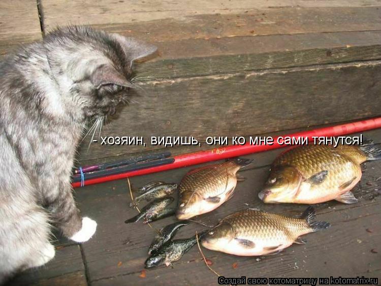 - хозяин, видишь, они ко мне сами тянутся!... Котоматрица: - хозяин, видишь, они ко мне сами тянутся!