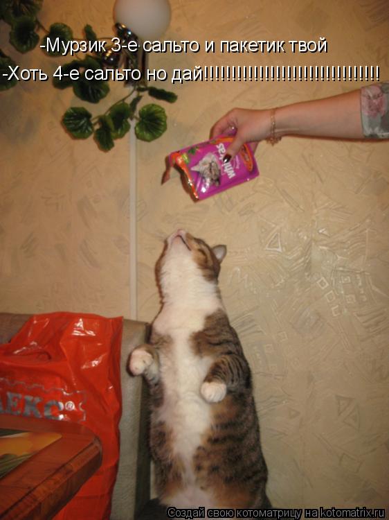 -Мурзик 3-е сальто и пакетик твой -Хоть 4-е сальто но дай!!!!!!!!!!!!!!!!!!!!!!!!!!!!!!!!... Котоматрица: -Мурзик 3-е сальто и пакетик твой -Хоть 4-е сальто но дай!!!!!!!!!!!!!!!!!!!!!!!!!!!!!!!!