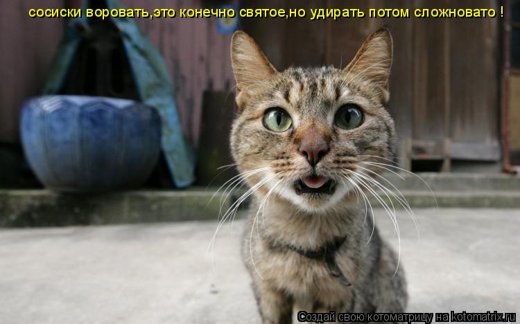 сосиски воровать,это конечно святое,но удирать потом сложновато !... Котоматрица: сосиски воровать,это конечно святое,но удирать потом сложновато !