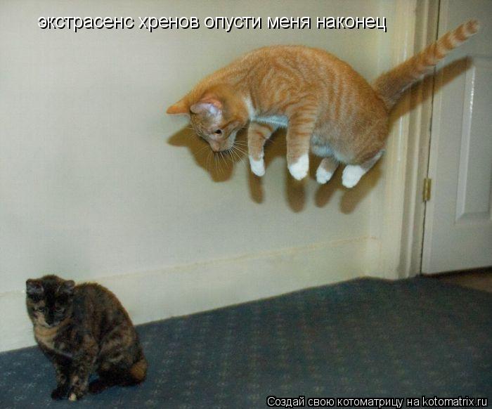 экстрасенс хренов опусти меня наконец... Котоматрица: экстрасенс хренов опусти меня наконец