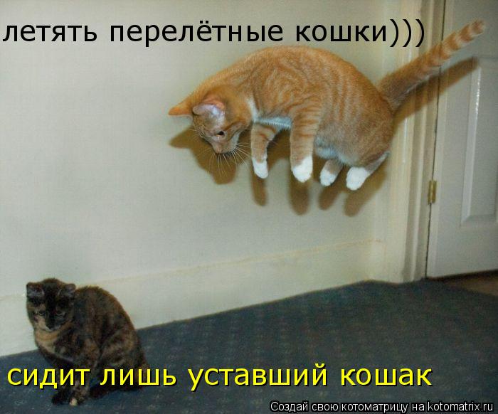 летять перелётные кошки))) сидит лишь уставший кошак... Котоматрица: летять перелётные кошки))) сидит лишь уставший кошак