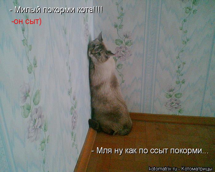 - Милый покорми кота!!!! -он -он сыт) - Мля ну как по ссыт покорми...... Котоматрица: - Милый покорми кота!!!! -он -он сыт) - Мля ну как по ссыт покорми...