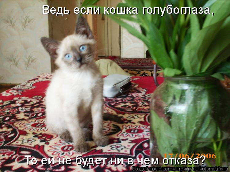 Ведь если кошка голубоглаза, То ей не будет ни в чем отказа?... Котоматрица: Ведь если кошка голубоглаза, То ей не будет ни в чем отказа?